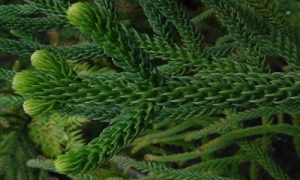 Norfolk Island Pine