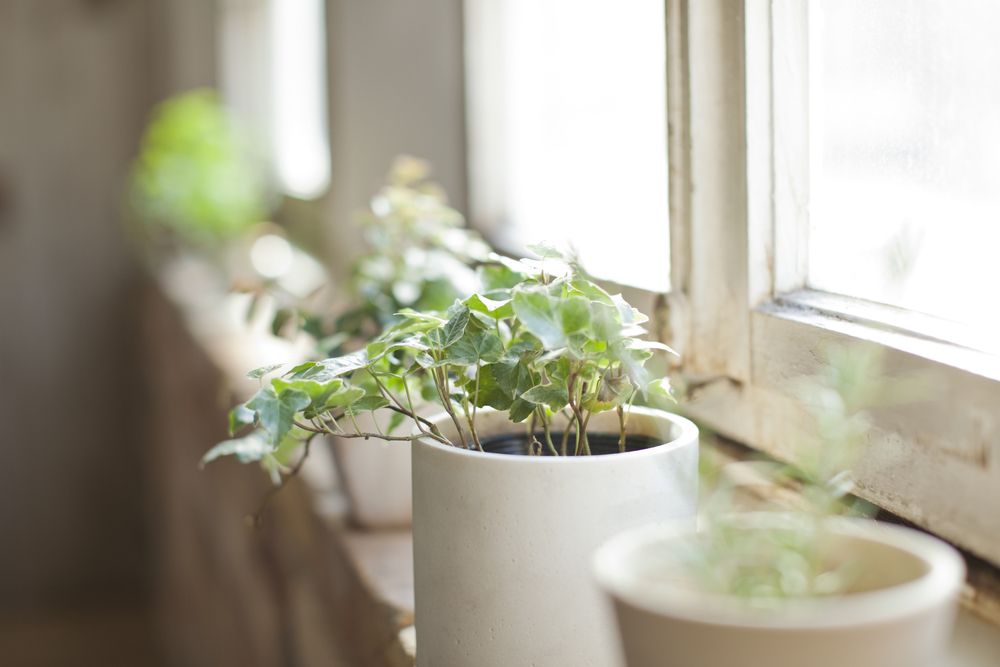 The Top Benefits of Having a Houseplant