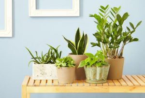 indoor-houseplants