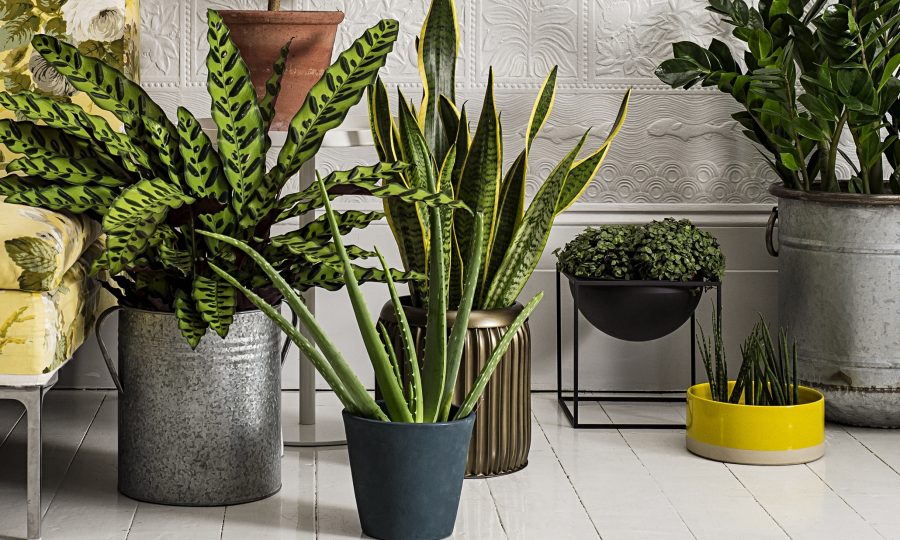 top best houseplants for you