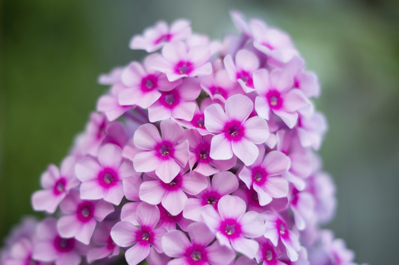 phlox