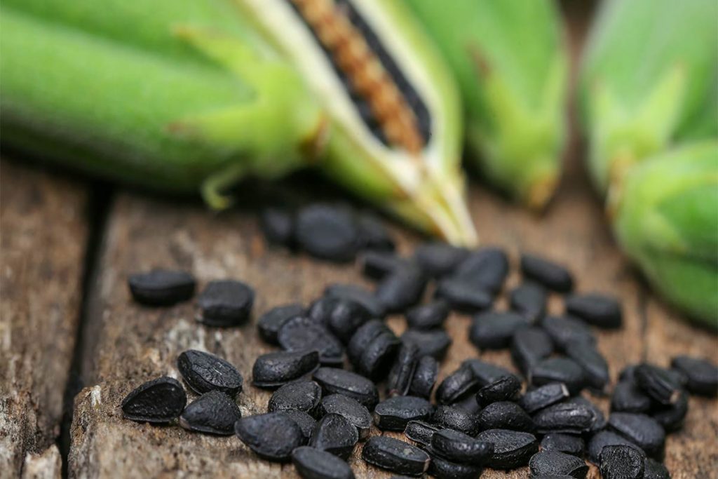 Black sesame seeds with green pods