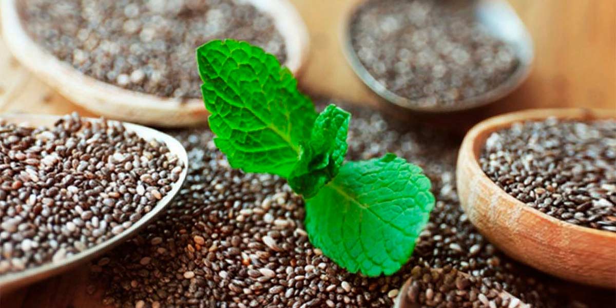 All about Useful Properties and Shelf Life of Chia Seeds